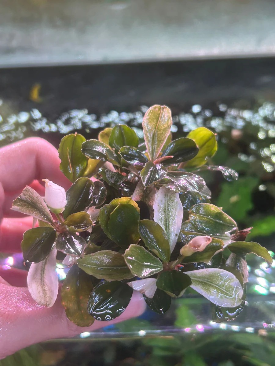 Buy Bucephalandra sp. 'Pink Malawi' | Iven Betta from Largest